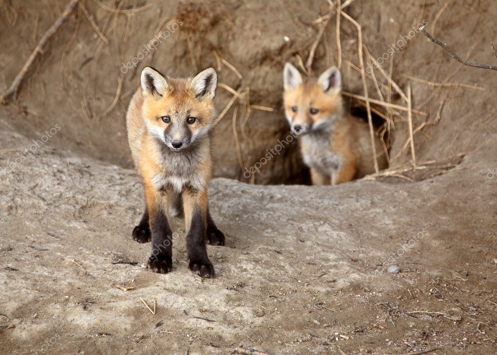 Two Red Fox pups outside their den — Stock Photo © pictureguy #4951208