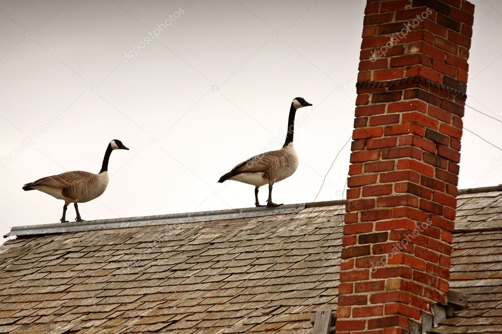 Two Canada Geese on roof of abandoned farm house