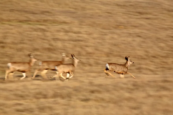 Pequeño rebaño de ciervos de la mula que limita a través de un campo — Foto de Stock