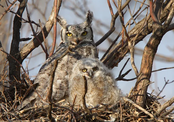 Велика Рогата Сова Owlet Гніздо Стокова Картинка