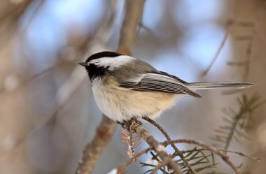 Black capped Chickadee perched on branch clipart