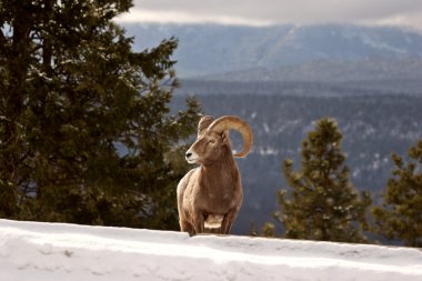 Kışın Bighorn koyun