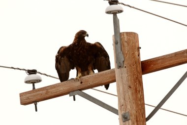 Altın Kartal elektrik direğinden üzerinde tünemiş