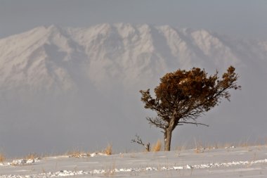 Lone tree on wind blown High Plains clipart