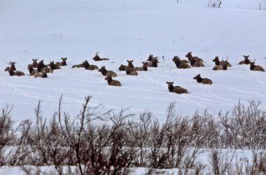 Kışın Elk