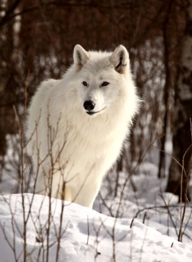 Arctic Wolf in winter clipart