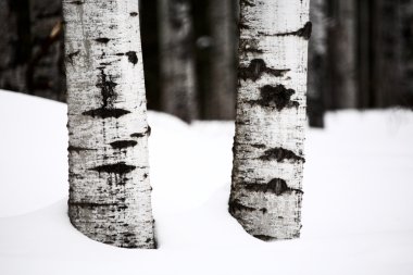 Aspen tree trunks in winter clipart