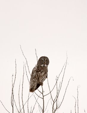 Great Gray Owl perched in bare tree clipart