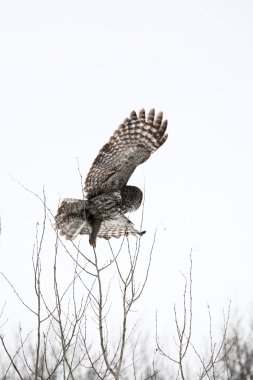 Great Gray Owl taking flight from bare tree clipart