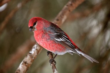 Red Crossbill perched on branch clipart