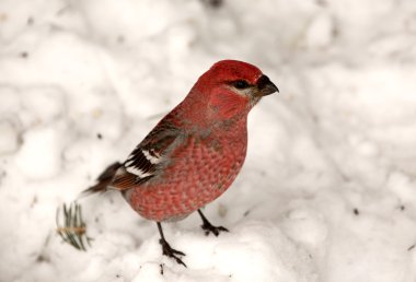 Red Crossbill on snow covered ground clipart