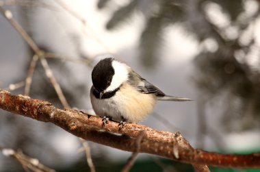 Black capped Chickadee perched on branch clipart