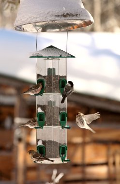 Redpolls with a Chickadee at a winter feeder clipart