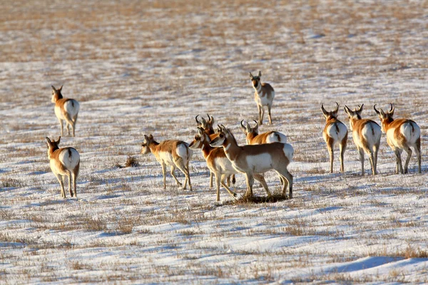 Herd of Pronghorn Antelope in winter — Stock Photo, Image