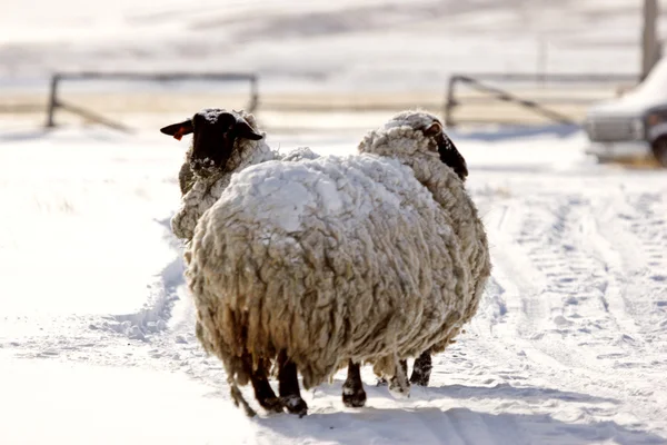 Snow covered sheep in rural Alberta — Stock Photo, Image