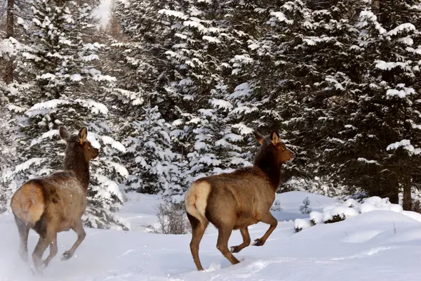 Télen Elk — Stock Fotó