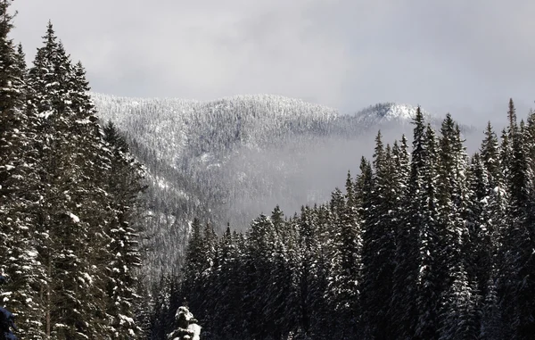 Rocky mountains in de winter — Stockfoto