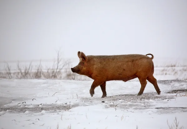 Świnia w zimie — Zdjęcie stockowe