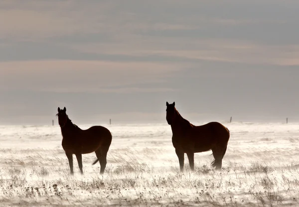 Cavalli in inverno — Foto Stock