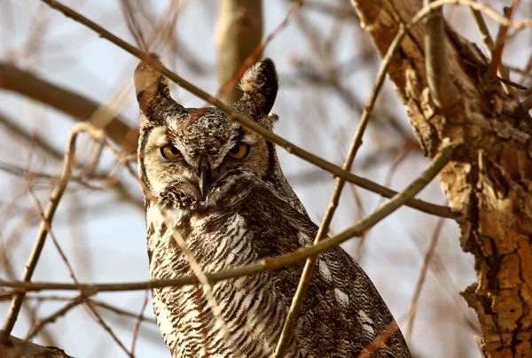 Great horned owl wznosi się w zimowe drzewa — Zdjęcie stockowe