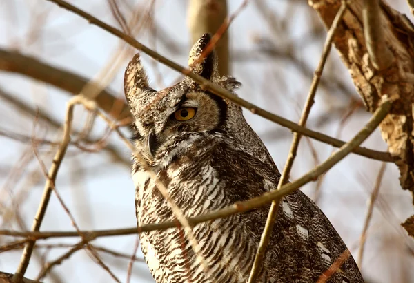 Great horned owl zat in winter boom — Stockfoto