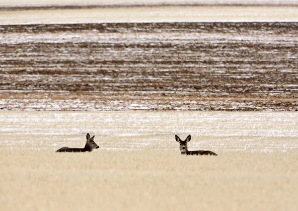 Piccola mandria di cervi muli in inverno — Foto Stock