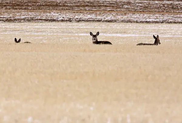 Pequeño rebaño de ciervos de mula en invierno —  Fotos de Stock