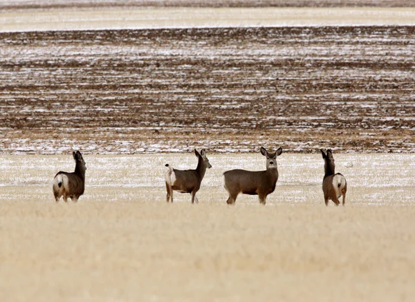 Pequena manada de veados Mule no inverno — Fotografia de Stock