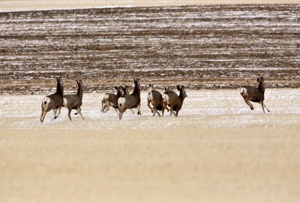 Невелике стадо мул оленів взимку — стокове фото