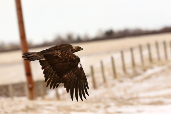 Gouden adelaar tijdens de vlucht — Stockfoto