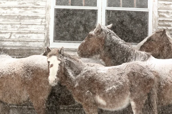 冬馬 — ストック写真