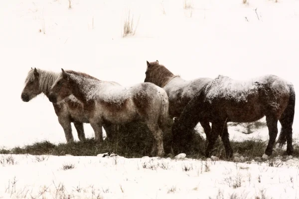 Лошадь на зимнем пастбище — стоковое фото