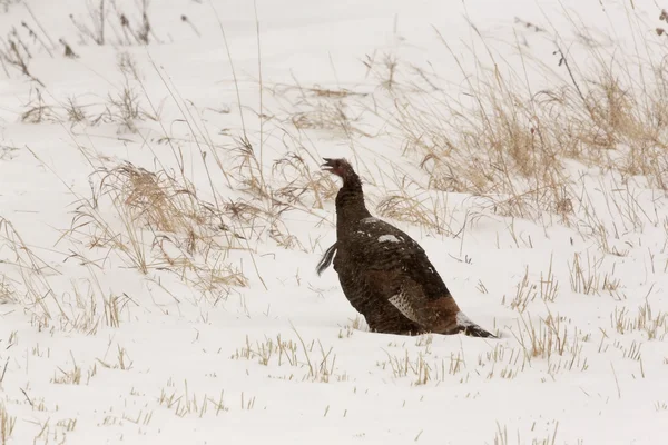 Wild Turkey in winter — Stock Photo, Image