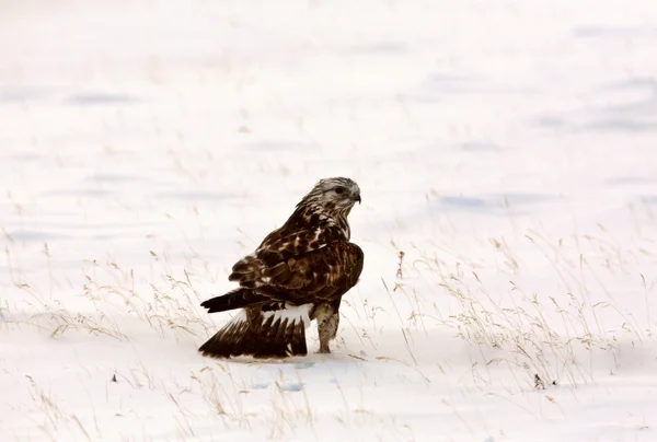 Falco ferruginoso in inverno — Foto Stock