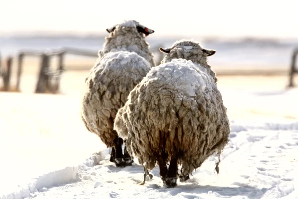 Pokryte owiec śniegu w zimie — Zdjęcie stockowe