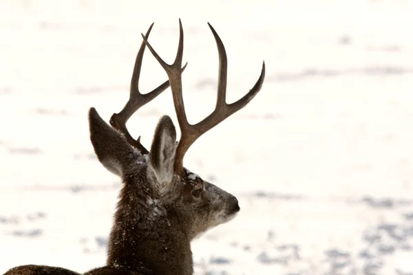 Mule Deer buck in winter — Stock Photo, Image
