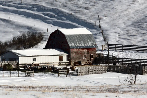 Зимняя сцена в сельской Альберте — стоковое фото