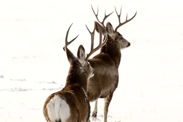 冬のラバ、鹿の木びき台 — ストック写真