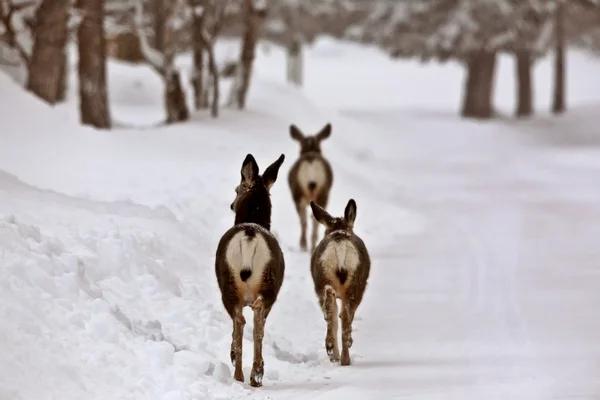 Mule Deer does in winter — Stock Photo, Image
