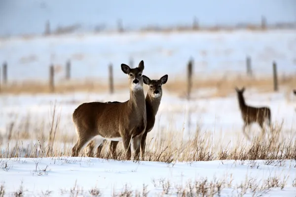 Bílá sledoval jelena v zimě — Stock fotografie