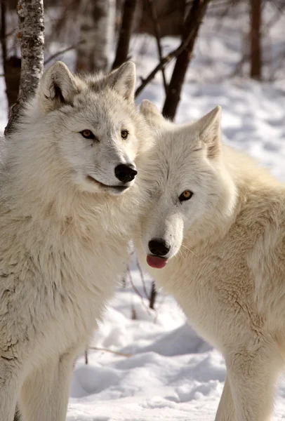 Lobos árticos no inverno — Fotografia de Stock