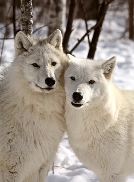 Sarkvidéki farkasok télen — Stock Fotó