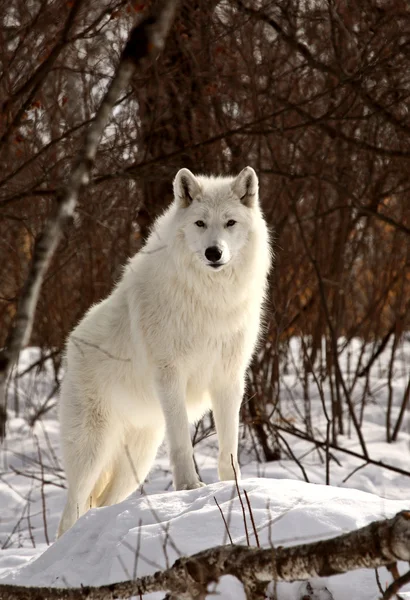 Arctic wolf på vintern — Stockfoto