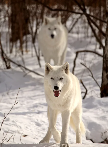 Арктические волки зимой — стоковое фото