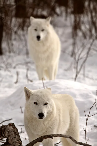 Arktyczny wilki w zimie — Zdjęcie stockowe