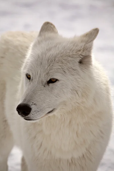 Loup arctique en hiver — Photo