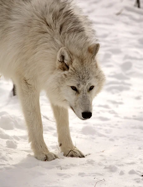 Wilk polarny w zimie — Zdjęcie stockowe