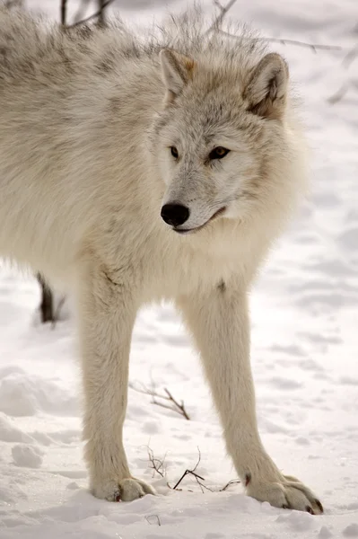 Wilk polarny w zimie — Zdjęcie stockowe