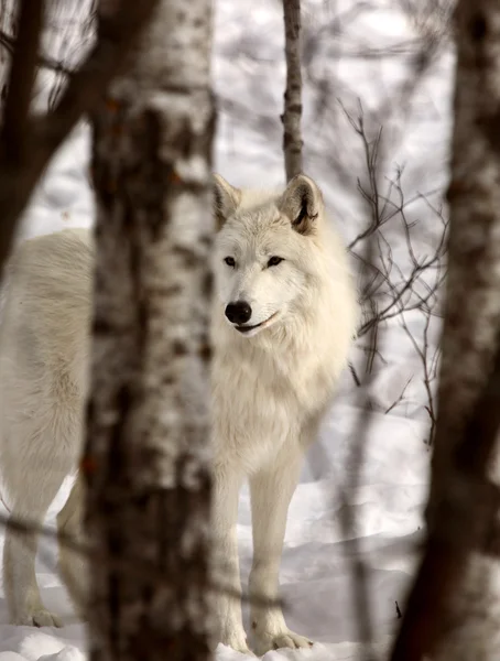 Lobo ártico en invierno — Foto de Stock