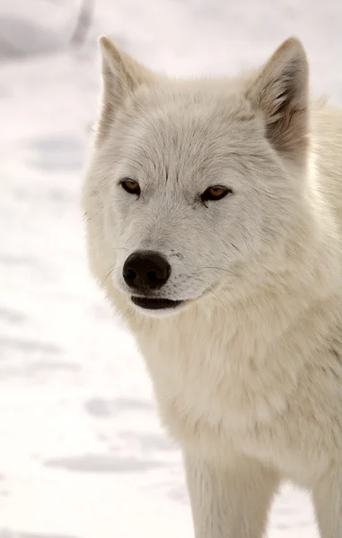 Kış aylarında Arktik kurt — Stok fotoğraf